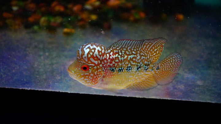 Rare Kamfa Golden Base Flowerhorn