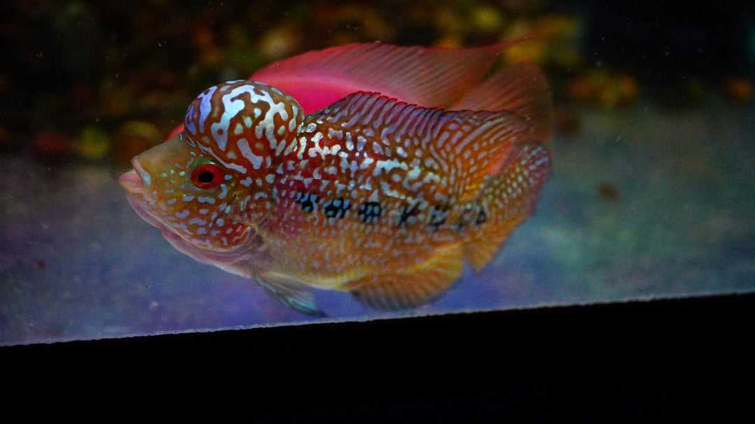 Rare Kamfa Golden Base Flowerhorn