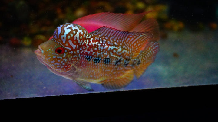 Rare Kamfa Golden Base Flowerhorn