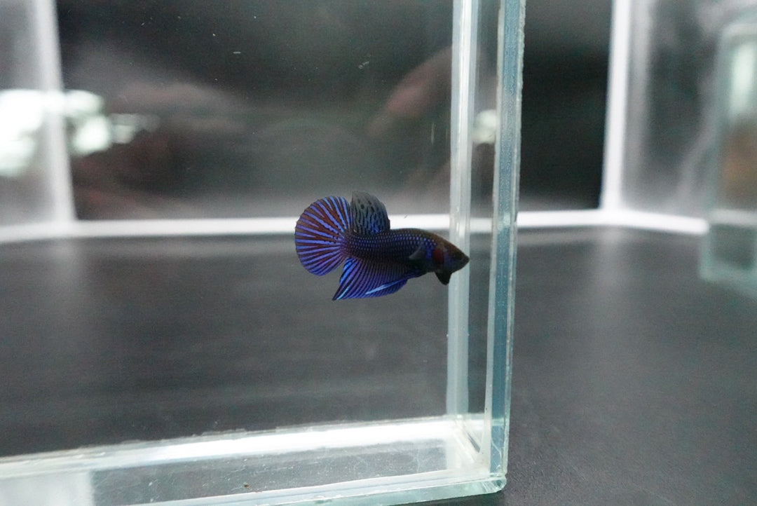 Blue Mahachaiensis Betta - Thailand Wild Betta