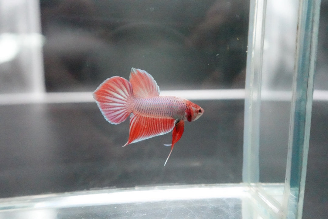 Long Southern Red Benjarong Crimson Cheek Wild Betta Fish - Kingdom of Thailand (Male)