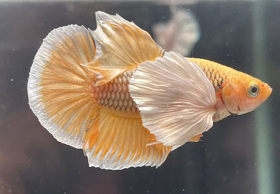 Dumbo Pineapple Betta Fish