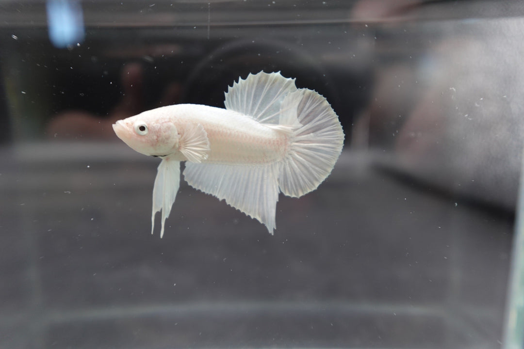 Snow White Betta Fish