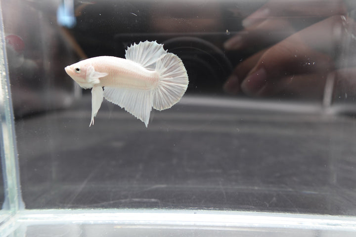 Snow White Betta Fish