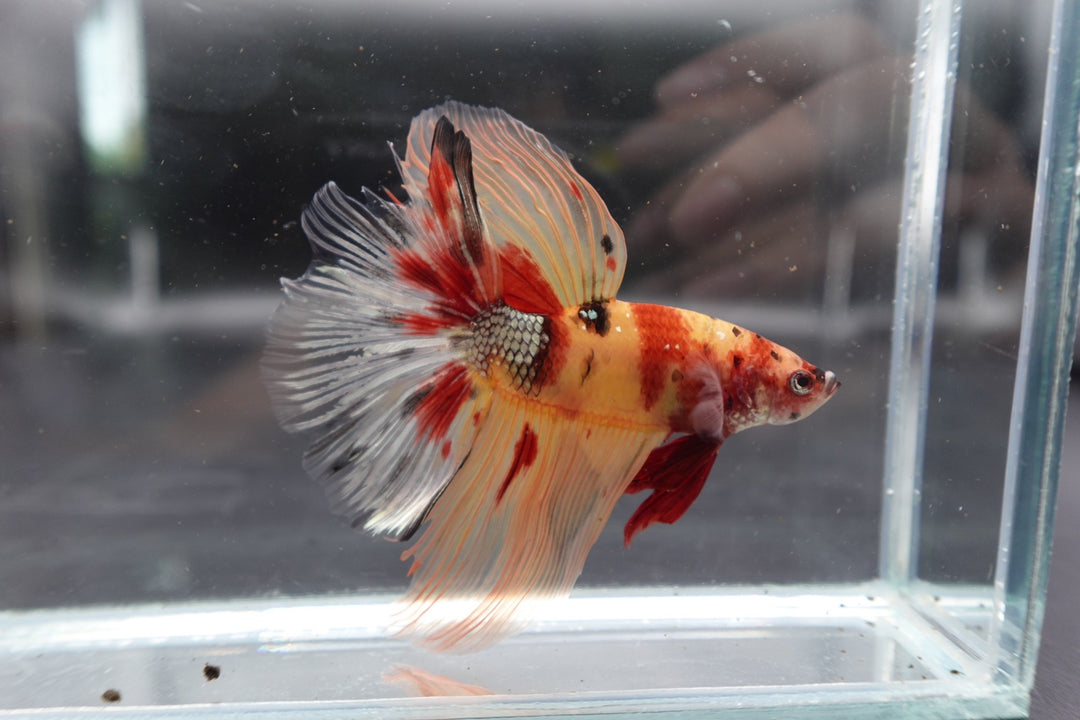 Rare Giant Halfmoon Nemo Betta Fish