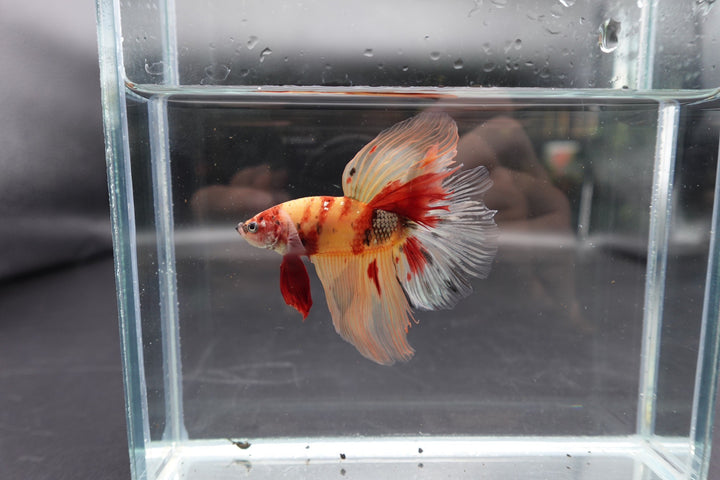 Rare Giant Halfmoon Nemo Betta Fish