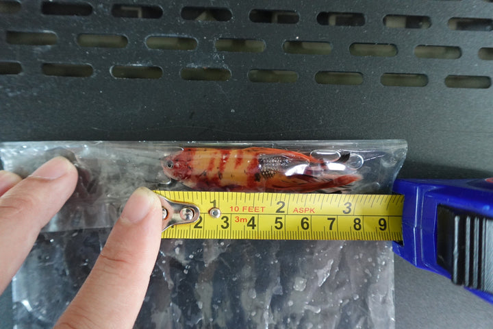 Rare Giant Halfmoon Nemo Betta Fish