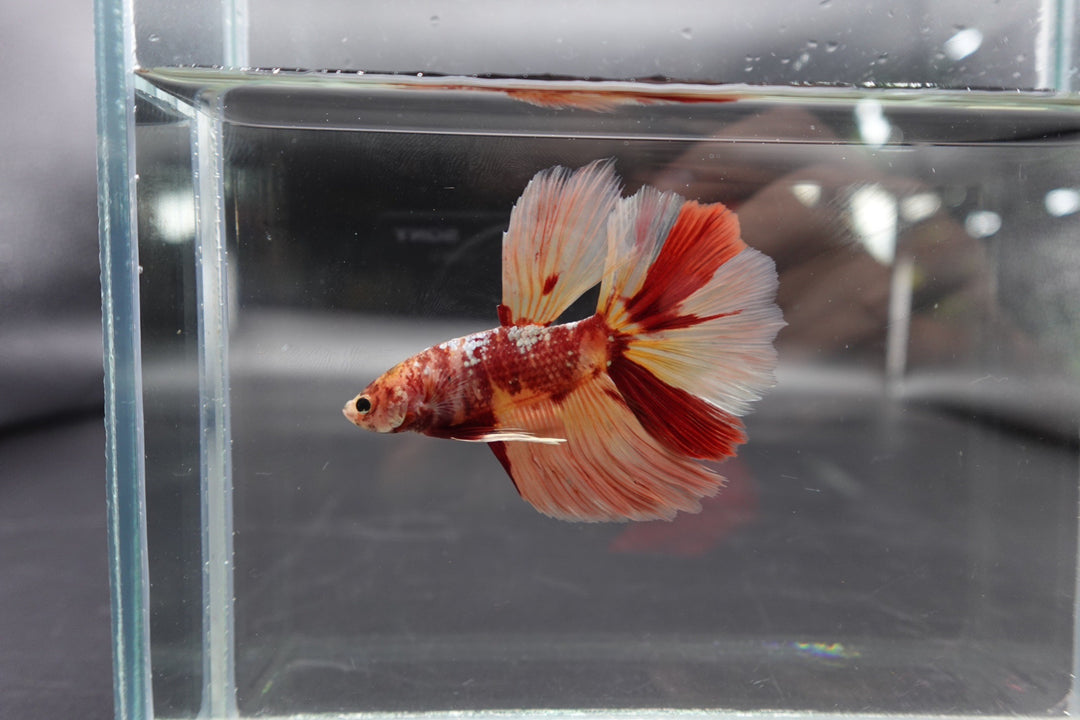 Rare Giant Halfmoon Nemo Betta Fish