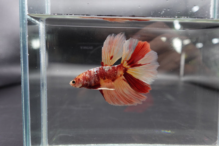 Rare Giant Halfmoon Nemo Betta Fish