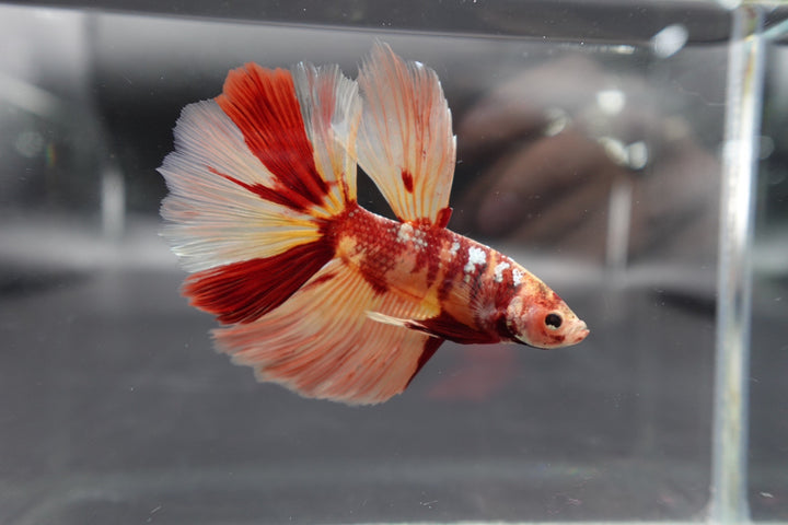 Rare Giant Halfmoon Nemo Betta Fish