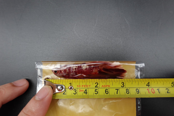 Rare Giant Halfmoon Nemo Betta Fish