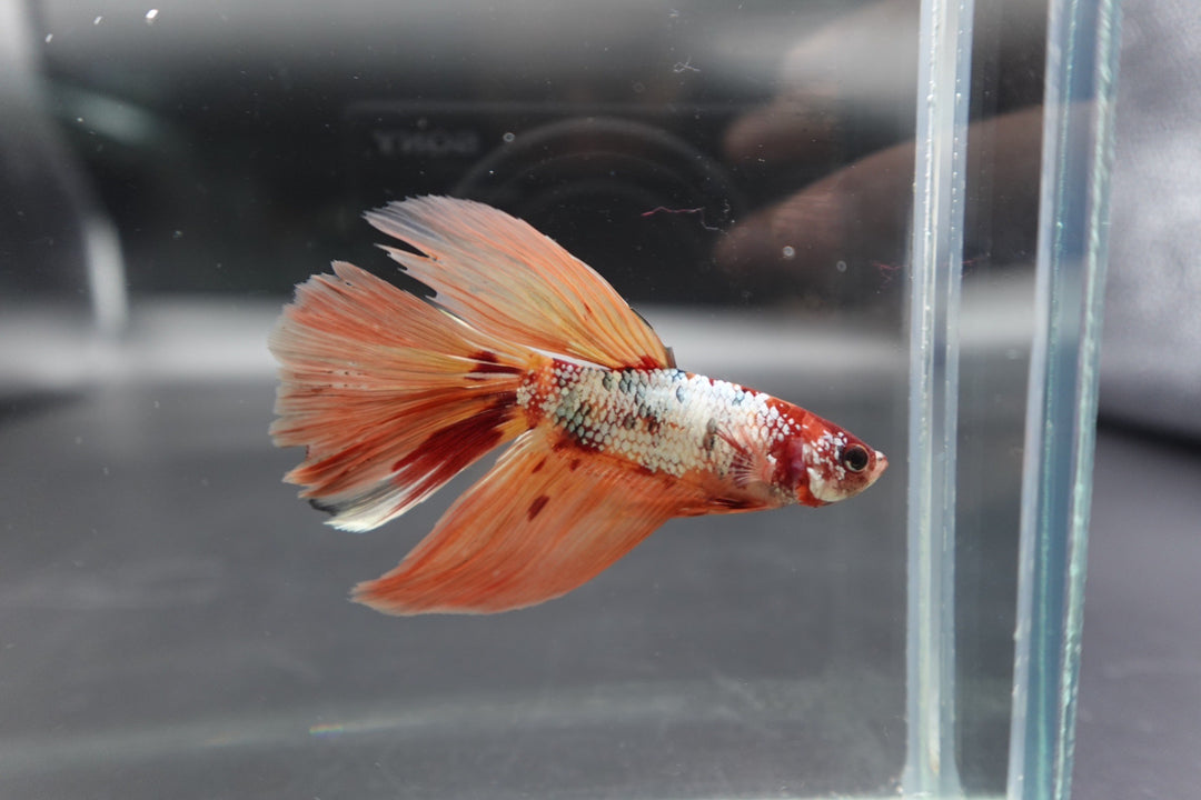 Rare Giant Halfmoon Nemo Copper Betta Fish