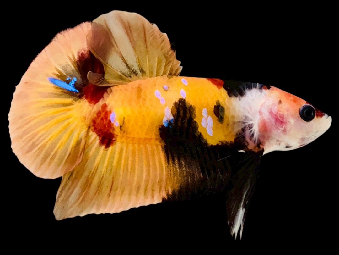Rare Pair Koi Multicolors Betta Fish