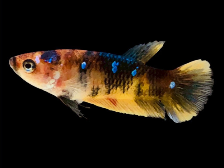Rare Pair Koi Multicolors Betta Fish