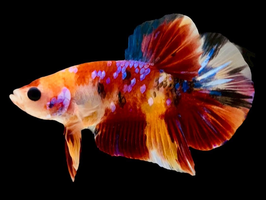 Rare Pair Koi Multicolors Betta Fish