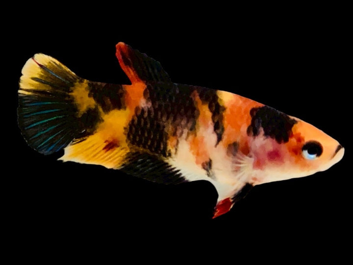 Rare Pair Koi Multicolors Betta Fish