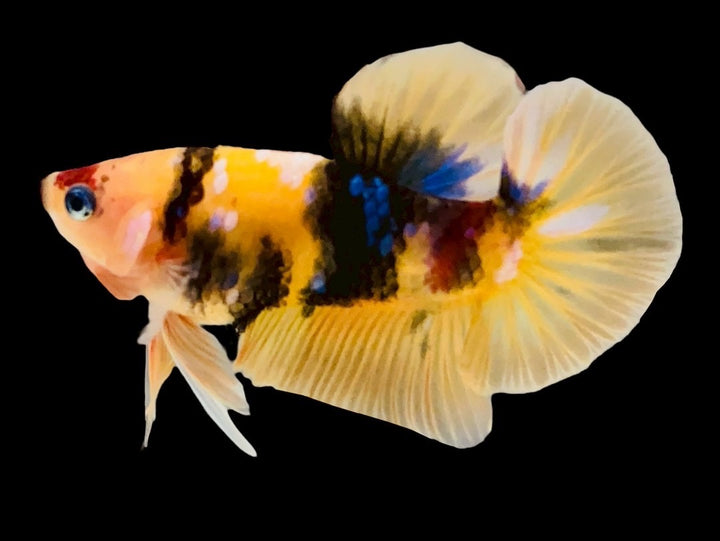 Rare Pair Koi Multicolors Betta Fish