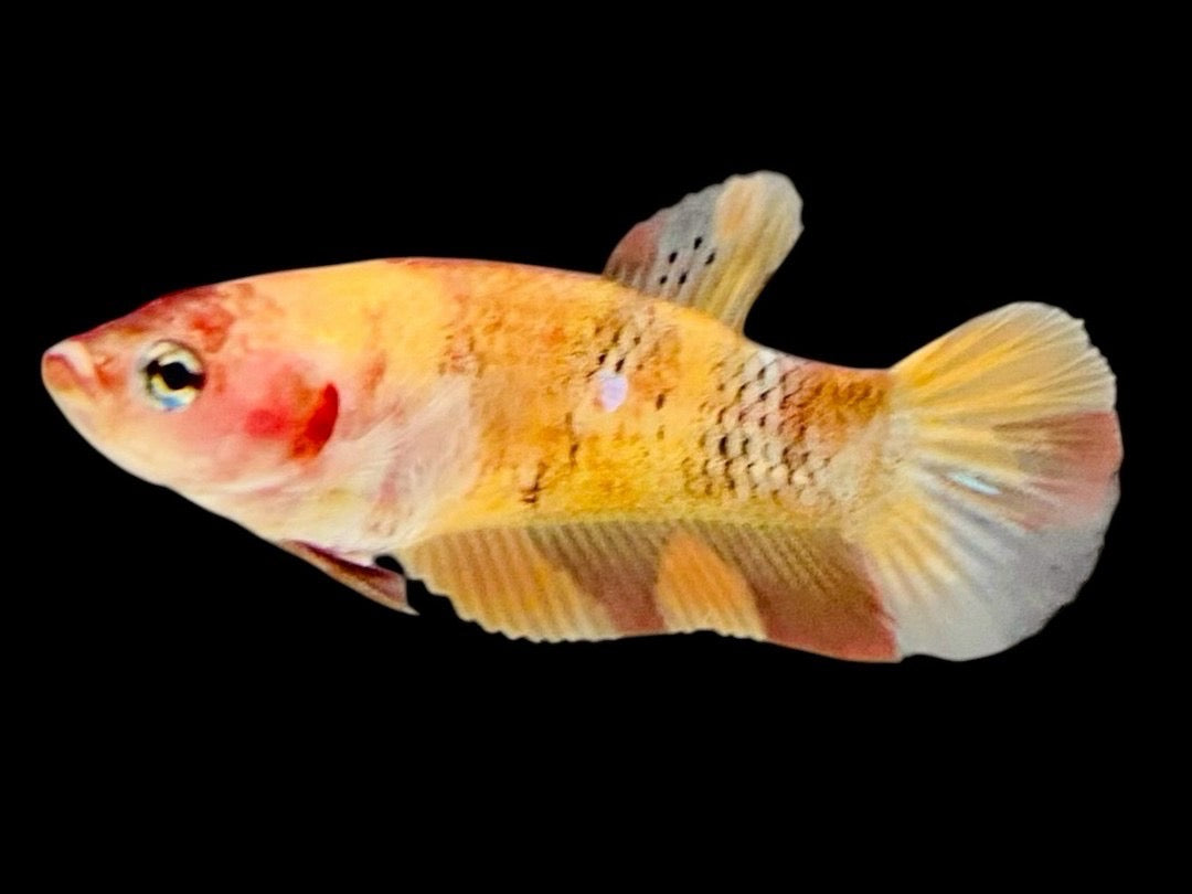 Rare Pair Koi Multicolors Betta Fish
