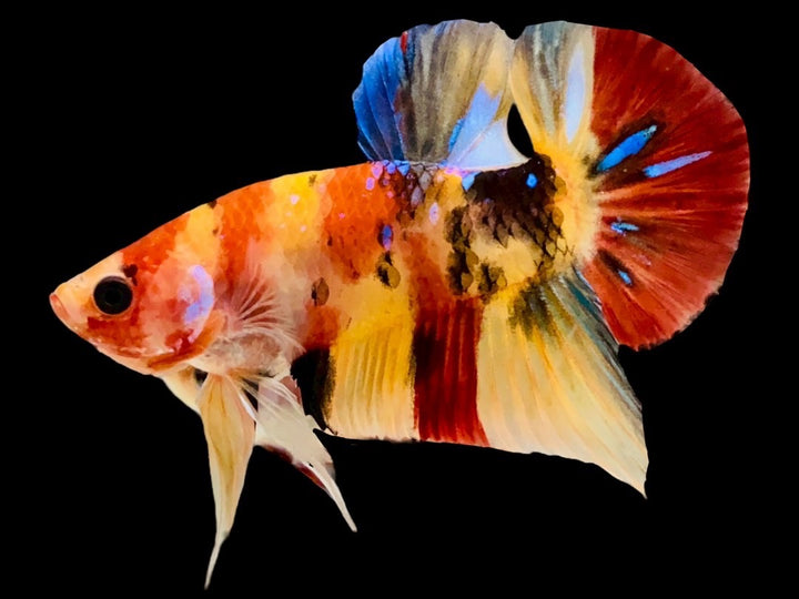 Rare Pair Koi Multicolors Betta Fish
