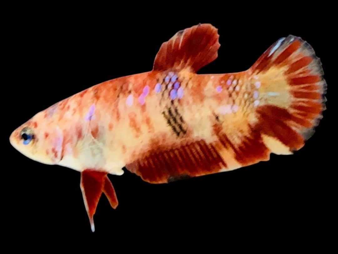 Rare Pair Koi Multicolors Betta Fish
