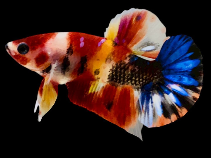 Rare Pair Koi Multicolors Betta Fish