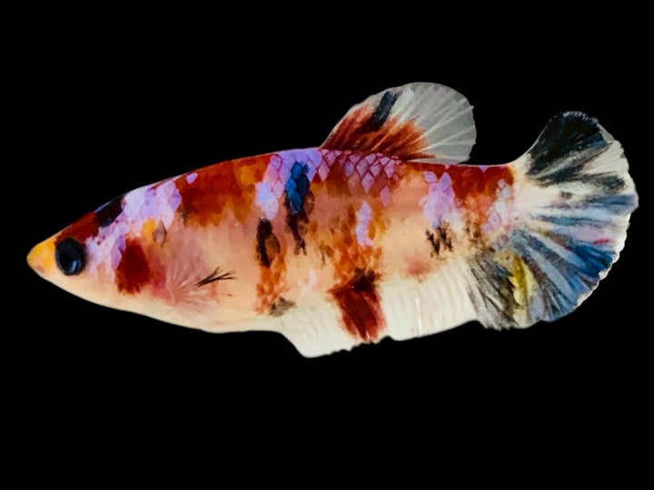 Rare Pair Koi Multicolors Betta Fish