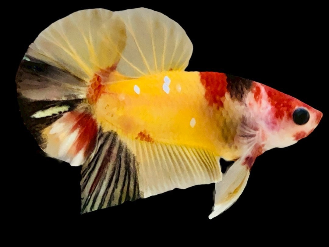Rare Pair Koi Multicolors Betta Fish