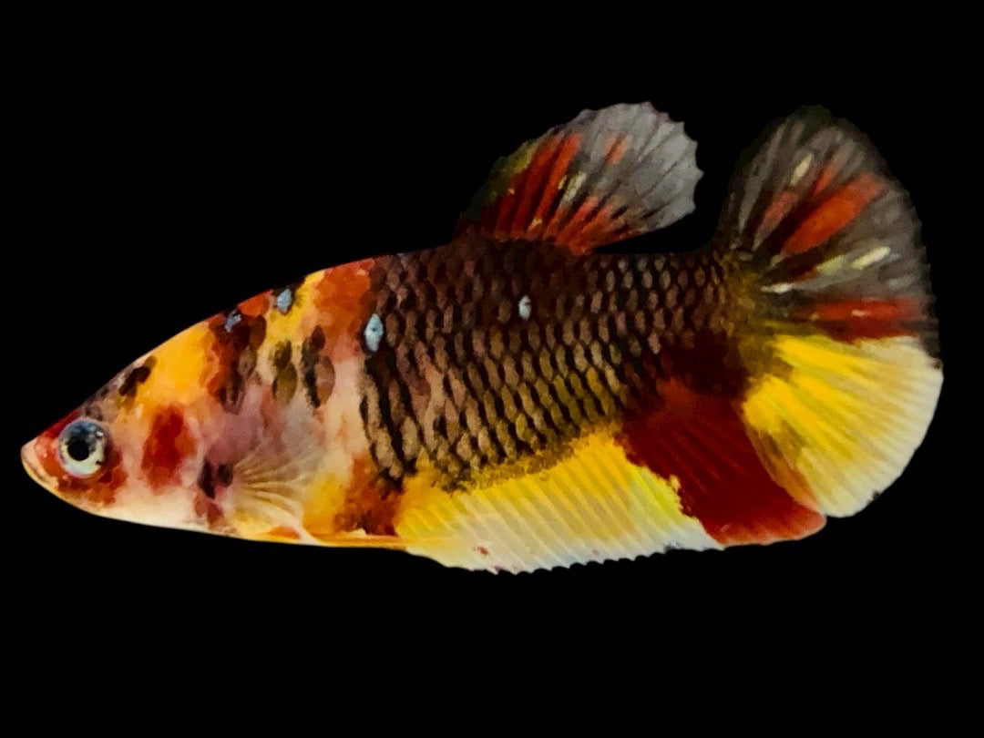 Rare Pair Koi Multicolors Betta Fish