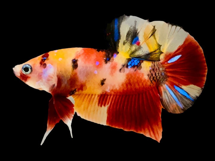 Rare Pair Koi Multicolors Betta Fish