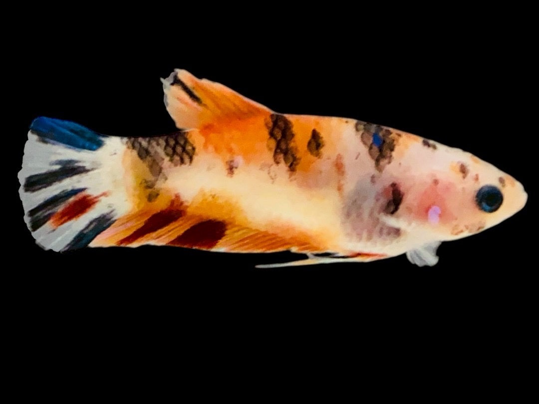 Rare Pair Koi Multicolors Betta Fish