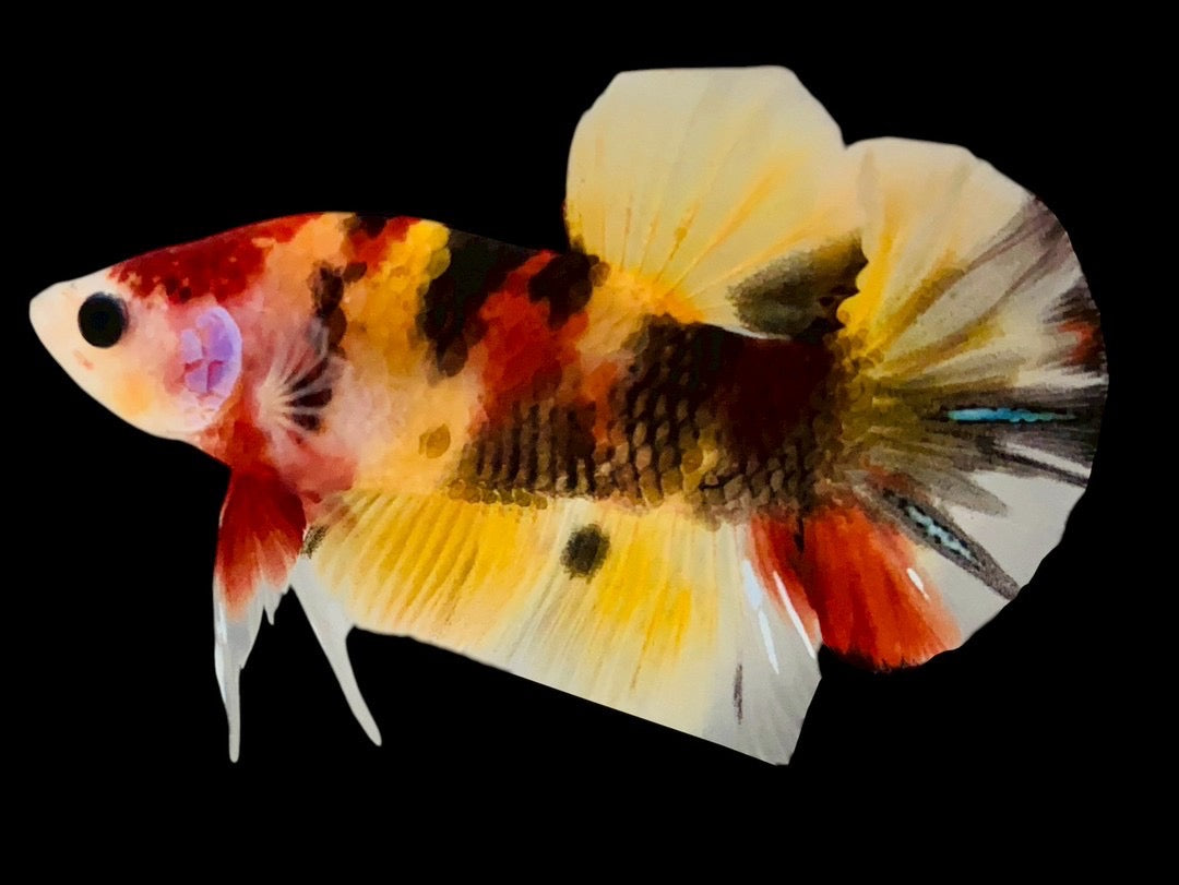 Rare Pair Koi Multicolors Betta Fish