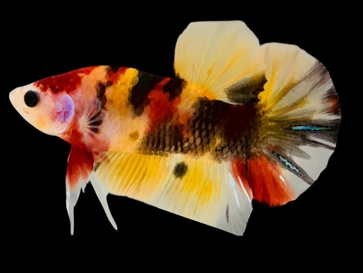 Rare Pair Koi Multicolors Betta Fish