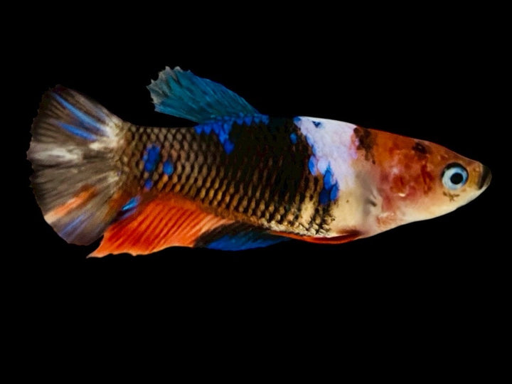 Rare Pair Koi Multicolors Betta Fish