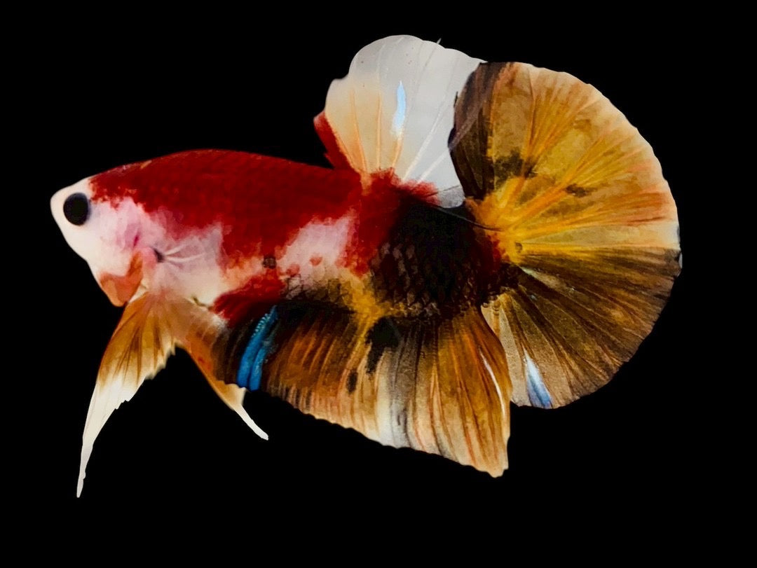 Rare Pair Koi Multicolors Betta Fish