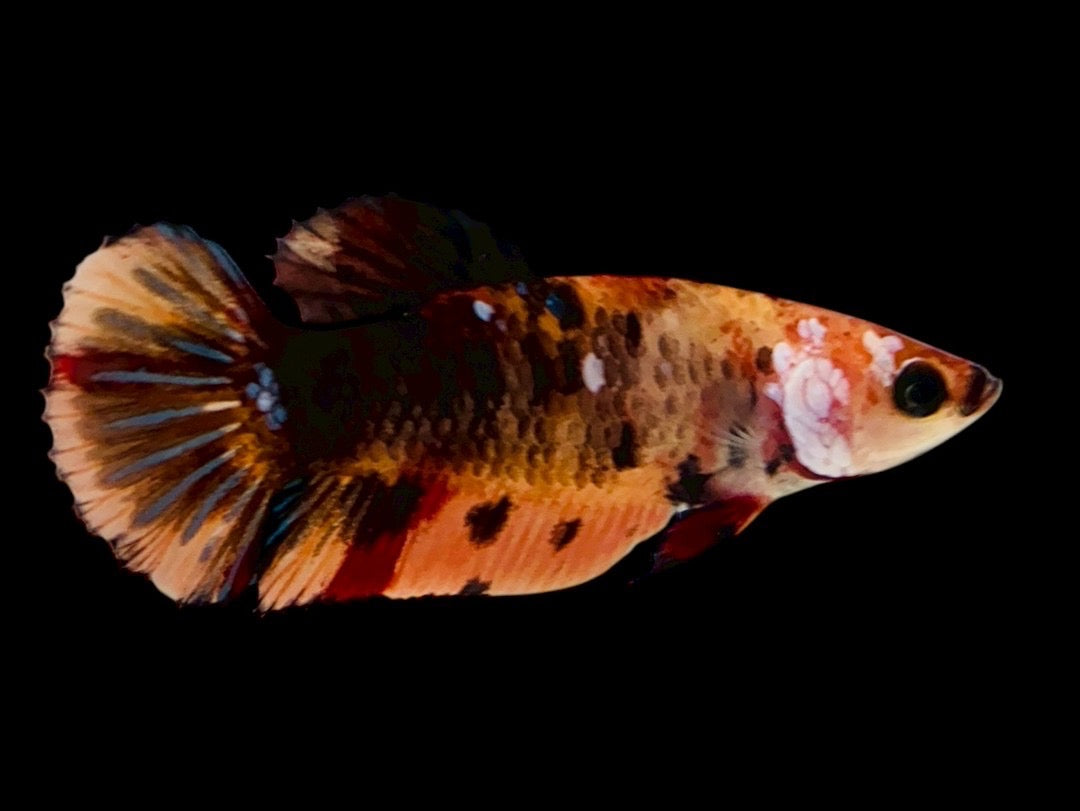 Rare Pair Koi Multicolors Betta Fish