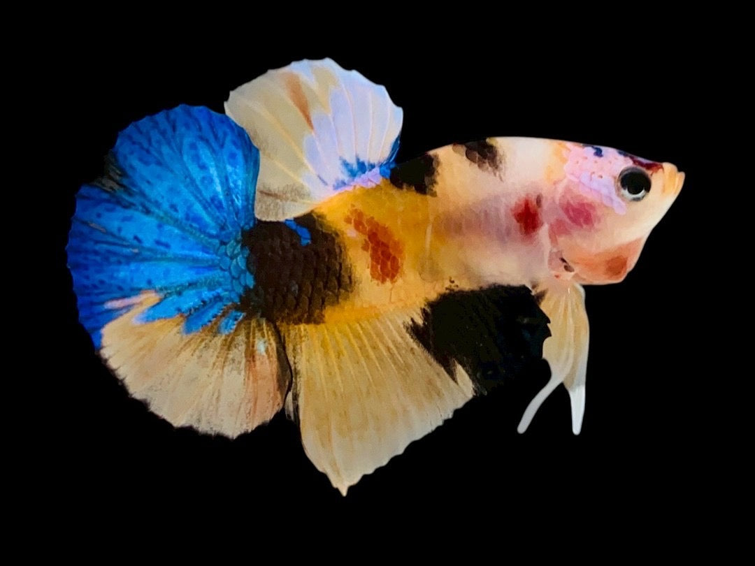 Rare Pair Koi Multicolors Betta Fish