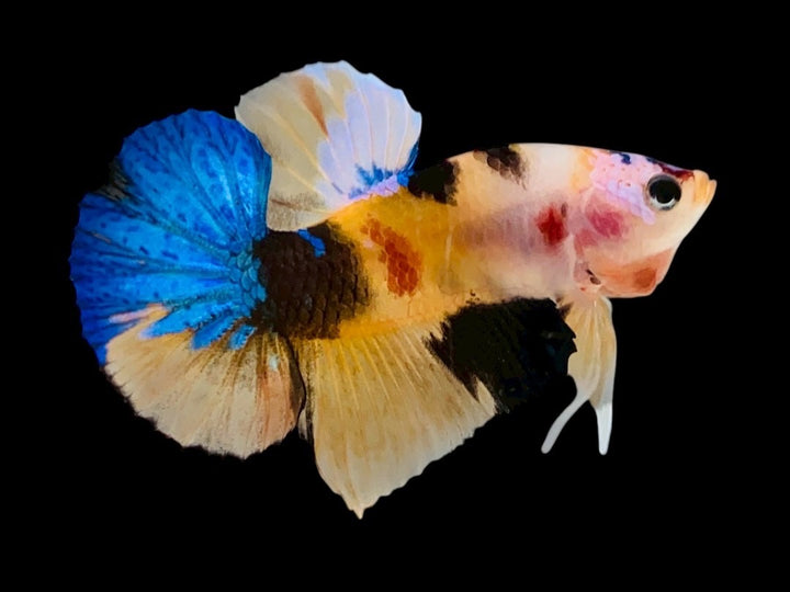 Rare Pair Koi Multicolors Betta Fish