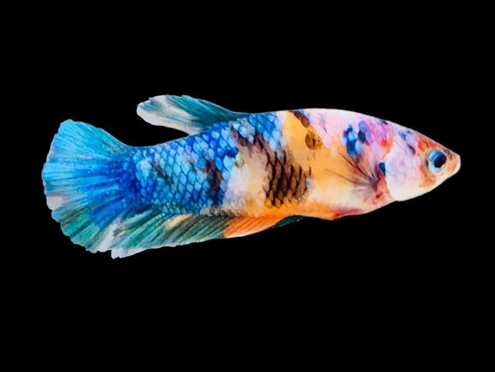 Rare Pair Koi Multicolors Betta Fish