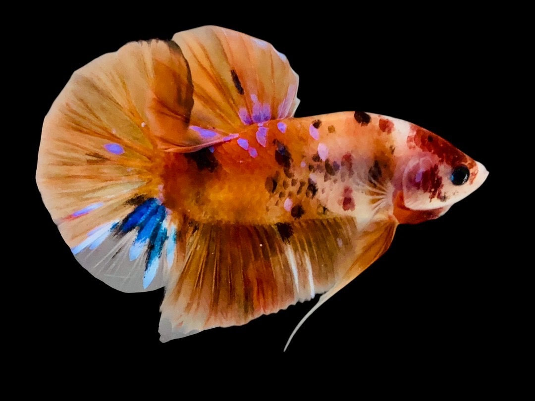 Rare Pair Koi Multicolors Betta Fish