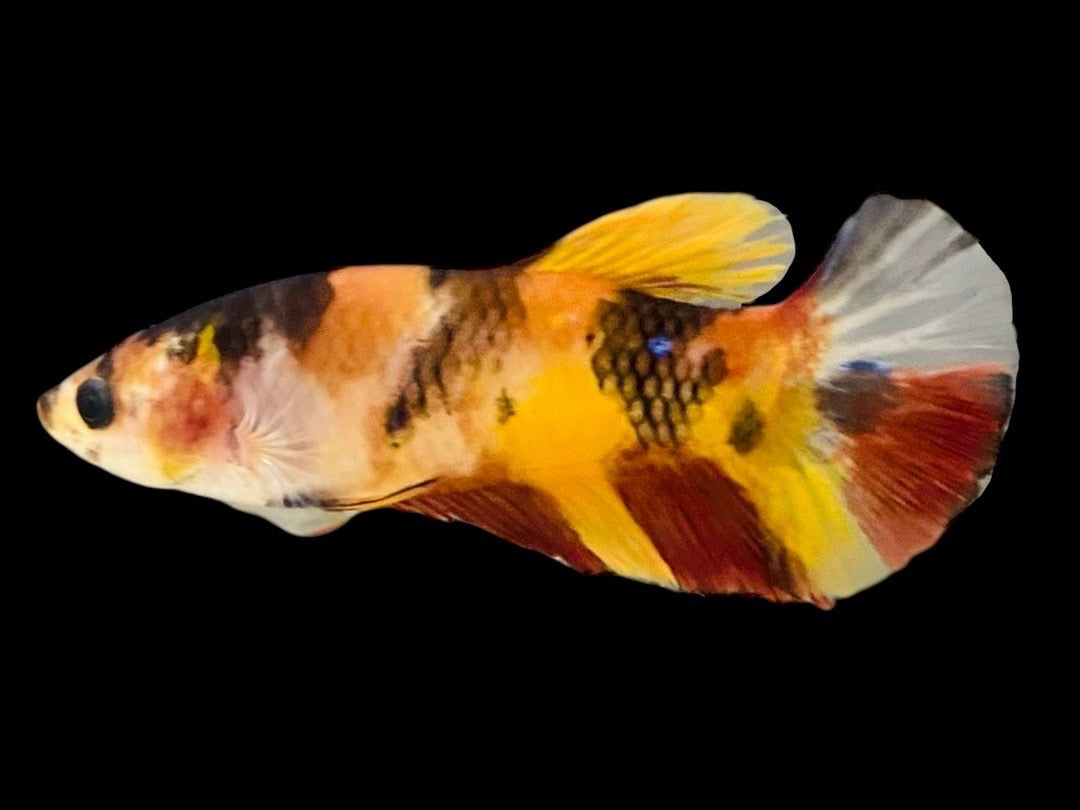 Rare Pair Koi Multicolors Betta Fish