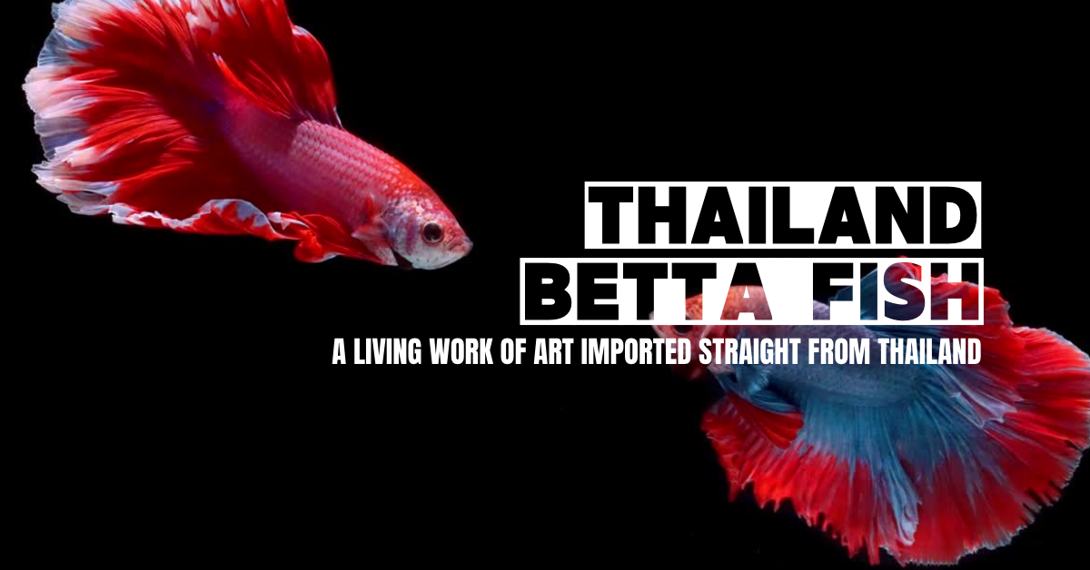 Wholesale Betta Fish Champion Bloodline Thailand Betta Fish