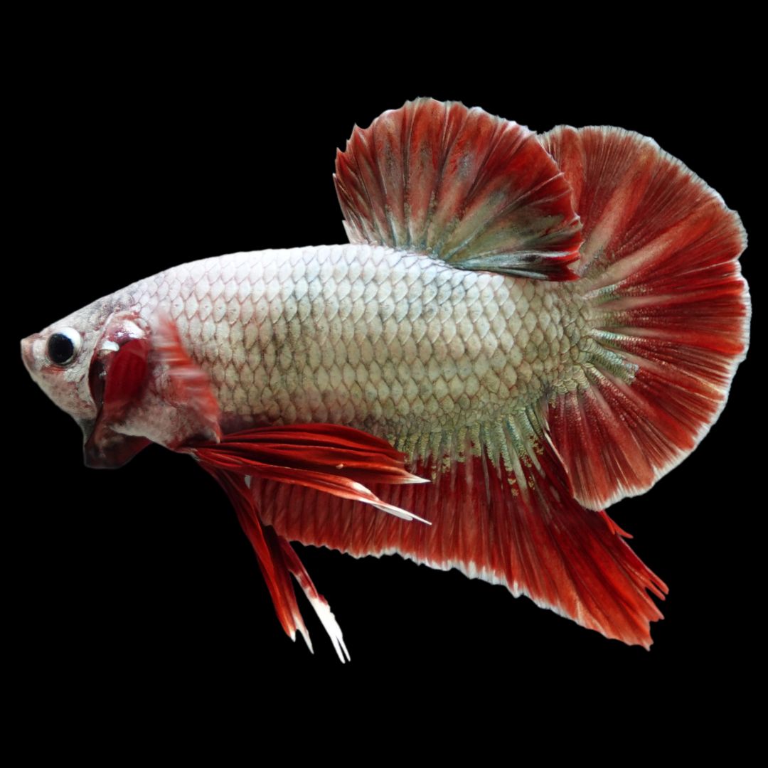 Rare Giant Copper Red Fin Betta Fish