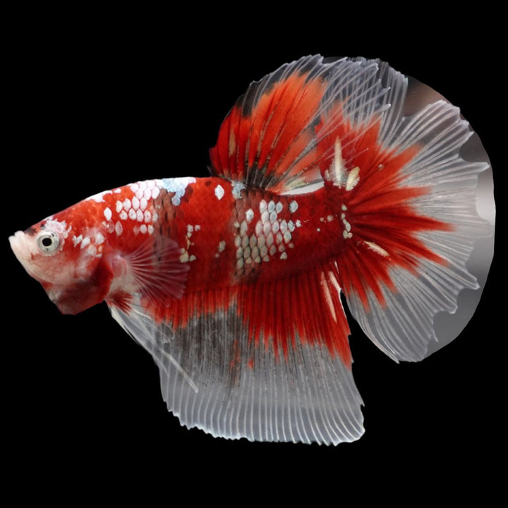 Rare Giant Halfmoon Super Red Betta Fish