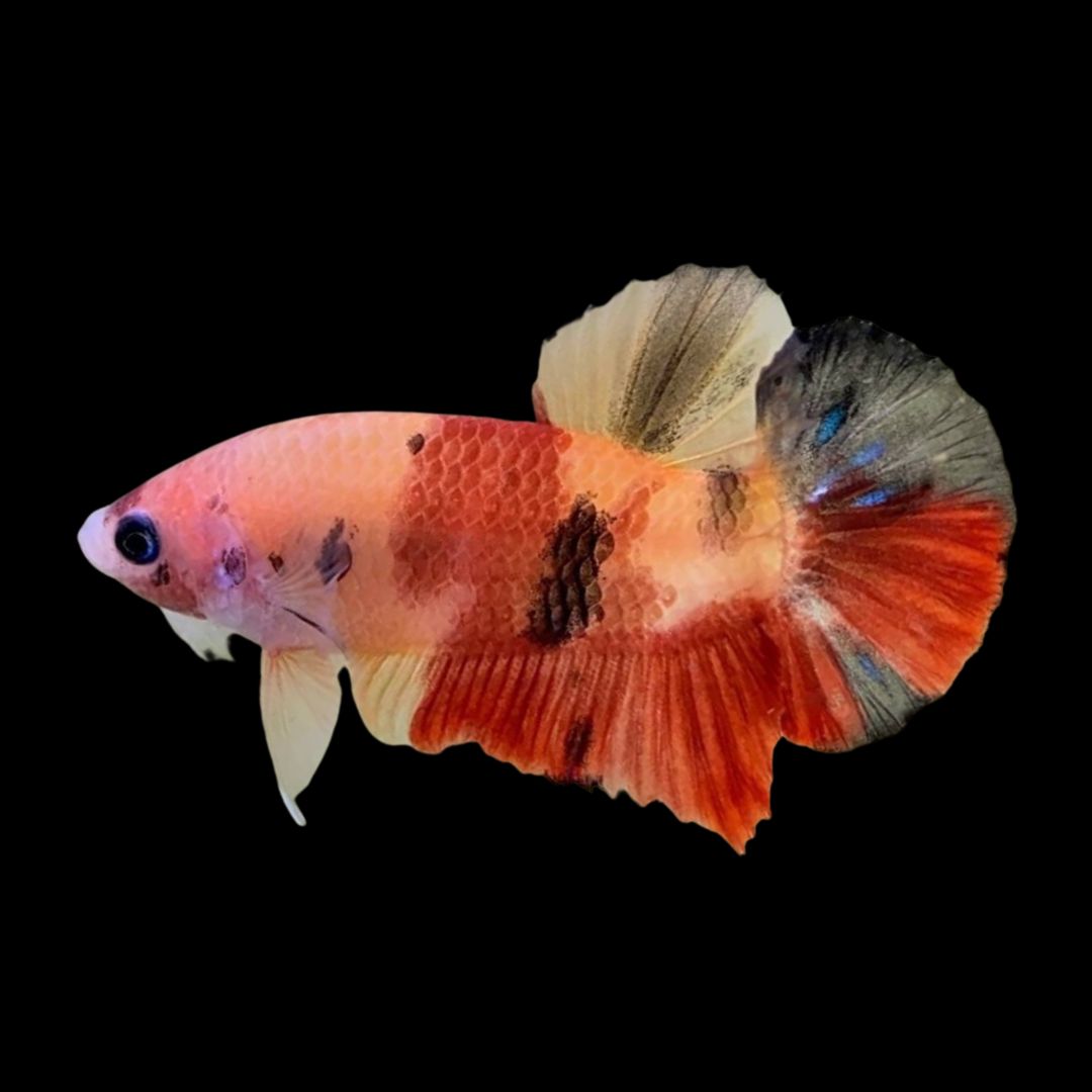 Rare Koi Betta Fish For Sale – Thailand Betta Fish