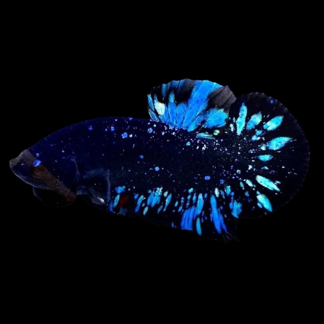 Rare Black Star Betta Fish