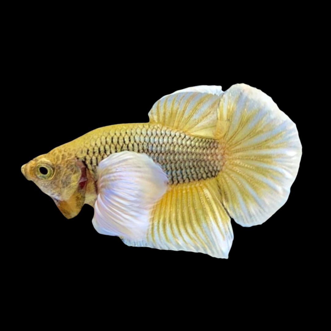 Dumbo Pineapple Butterfly Betta Fish