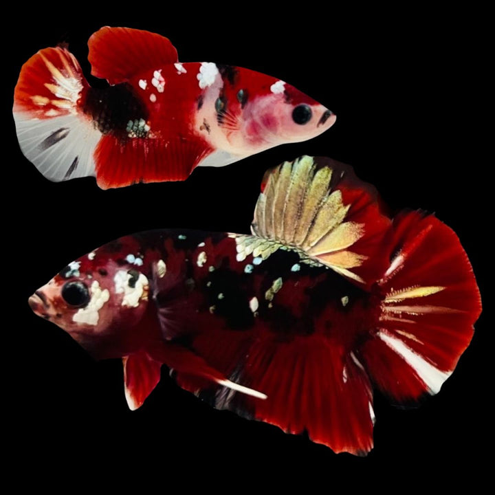 Rare Pair Red Copper Betta Fish