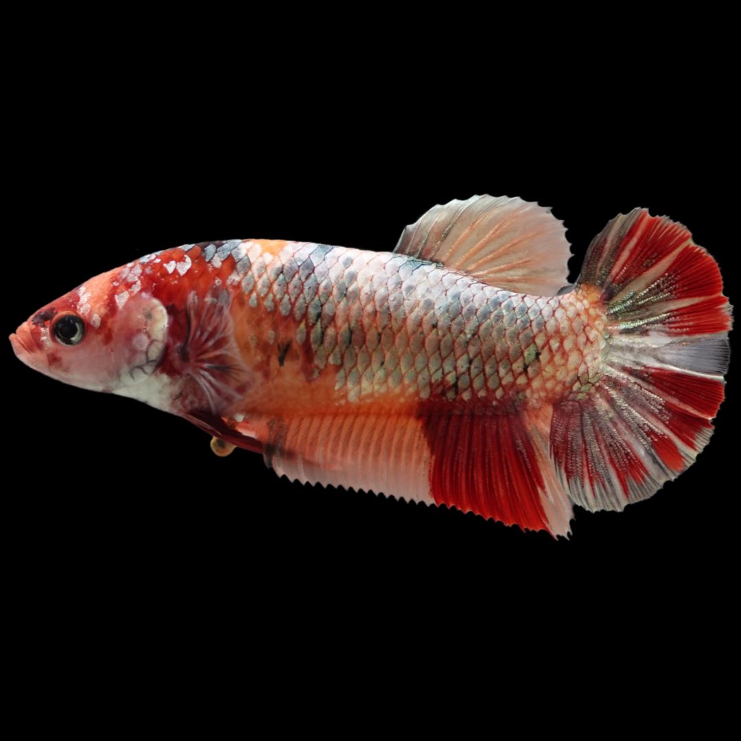 Rare Super Giant Red Copper Betta Fish