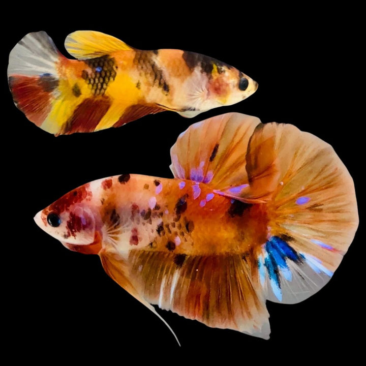 Rare Pair Koi Multicolors Betta Fish