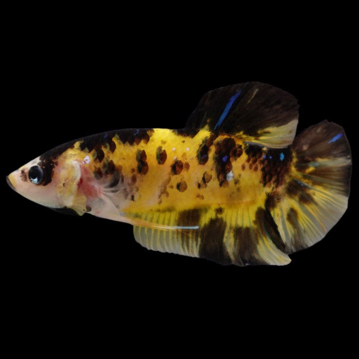 Rare Giant Multicolors Betta Fish